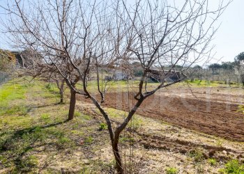 terreno cisternino - Agricultural land Via delle Sorgenti, Livorno - photo 12