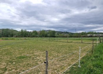 Terreno agricolo Via Le Piane, Collecorvino - foto 5