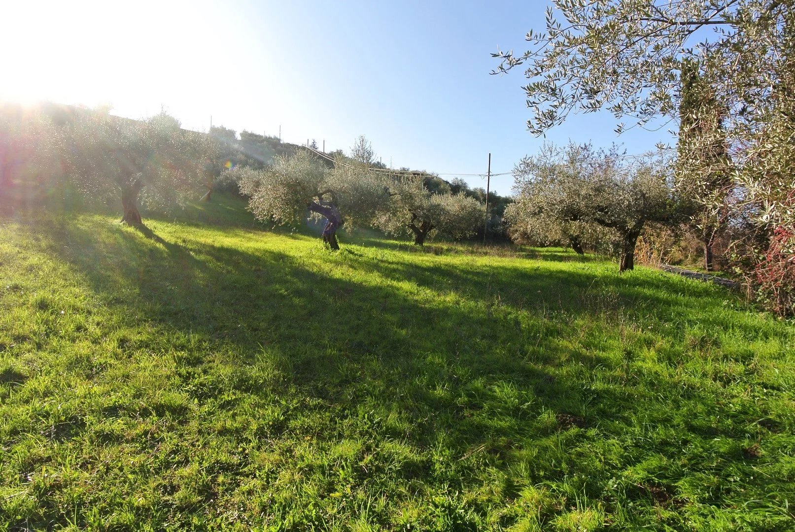 Terreno agricolo CONTRADA TARALLO, Loreto Aprutino - foto 1