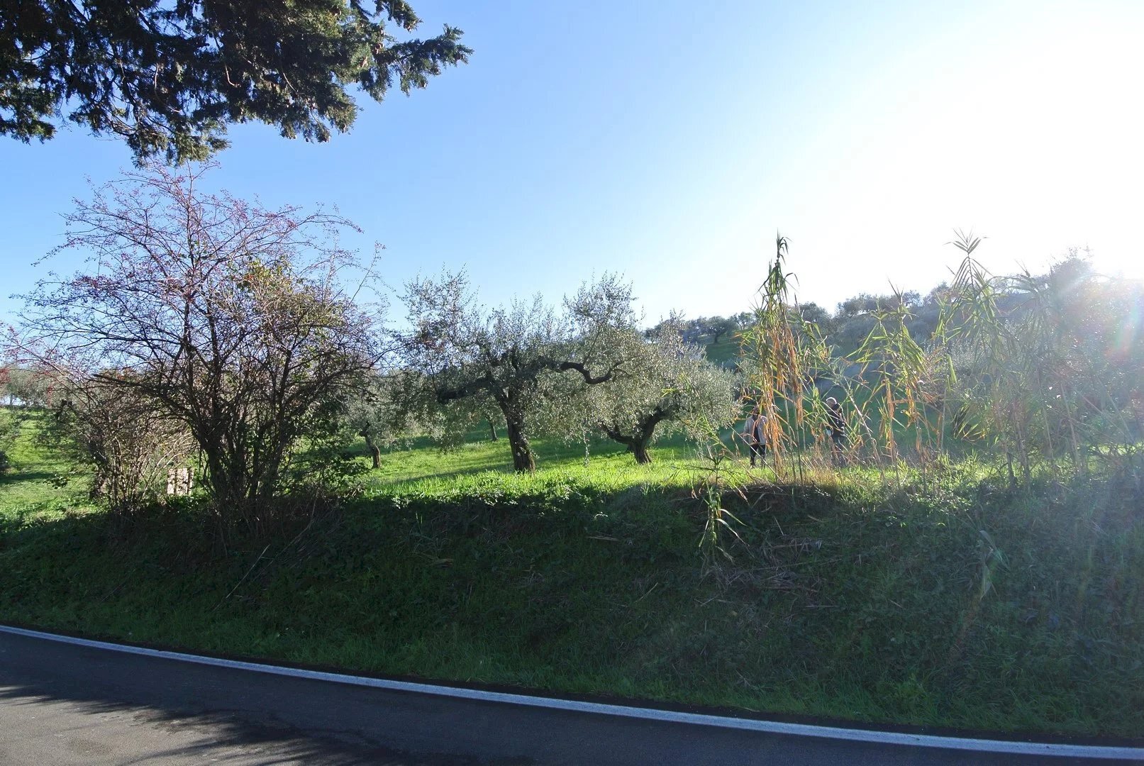 Terreno agricolo CONTRADA TARALLO, Loreto Aprutino - foto 3