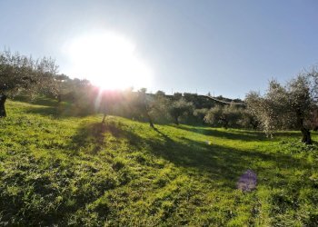 Terreno agricolo CONTRADA TARALLO, Loreto Aprutino - foto 6