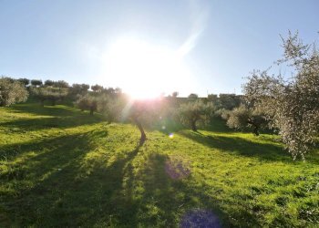 Terreno agricolo CONTRADA TARALLO, Loreto Aprutino - foto 7