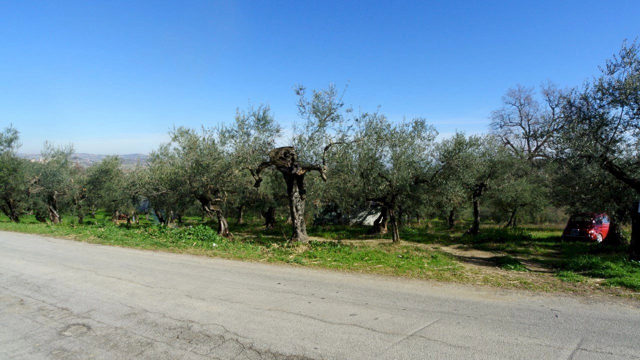 Casale Strada Provinciale Pianella-Moscufo, Moscufo - foto 2
