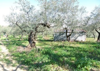 Casale Strada Provinciale Pianella-Moscufo, Moscufo - foto 1