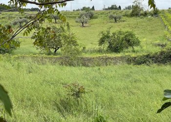 Building land CONTRADA MOSCAROLA, Città Sant'Angelo - photo 8