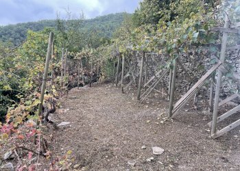 giardino.jpg - Appartamento Via Novelli, Prelà - foto 7