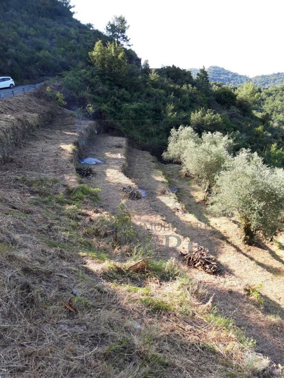 IMG-20220307-WA0005.jpg - Terreno agricolo Frazione Verrandi 1, Ventimiglia - foto 3