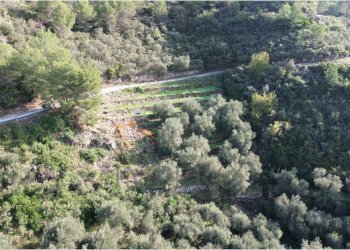 Immagine 2026-04-22 093503.png - Terreno agricolo Frazione Verrandi 1, Ventimiglia - foto 5