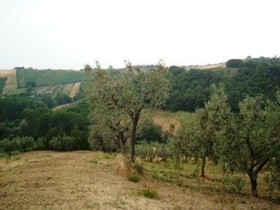 Terreno edificabile Contrada San Venanzio, Controguerra - foto 3