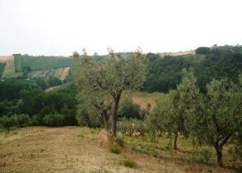 Terreno edificabile Contrada San Venanzio, Controguerra - foto 3