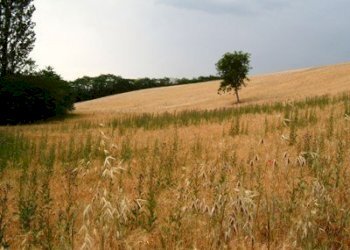 Terreno edificabile Contrada San Venanzio, Controguerra - foto 7