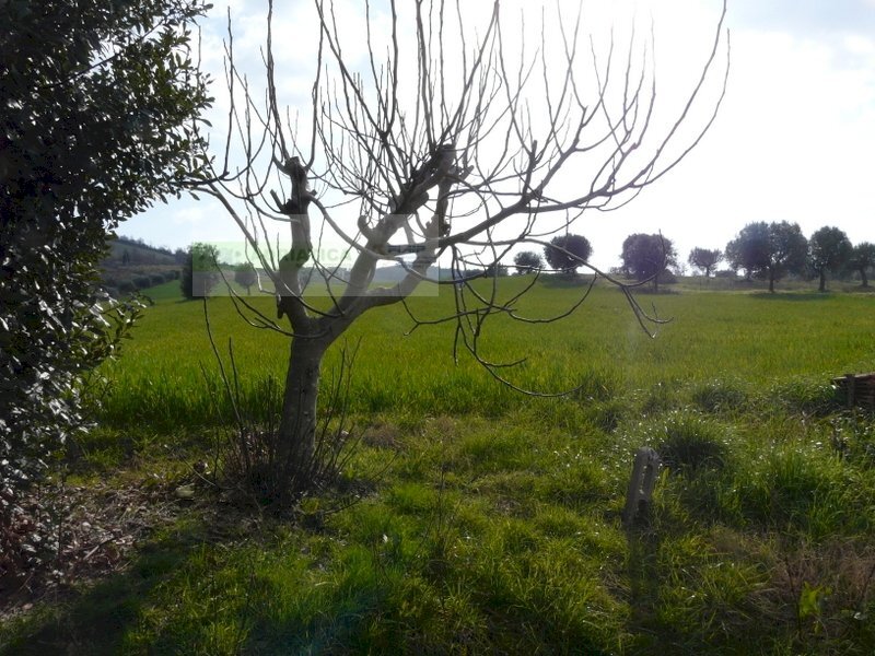 Rustico strada provinciale, Torano Nuovo - foto 2