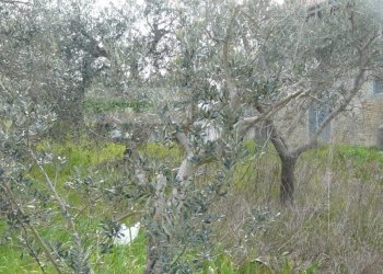 Rustico strada provinciale, Torano Nuovo - foto 24