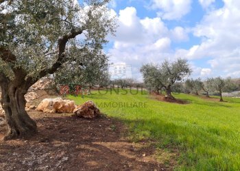 20220312_112458.jpg - Baita Strada Paretone Zona I 363, Martina Franca - photo 13