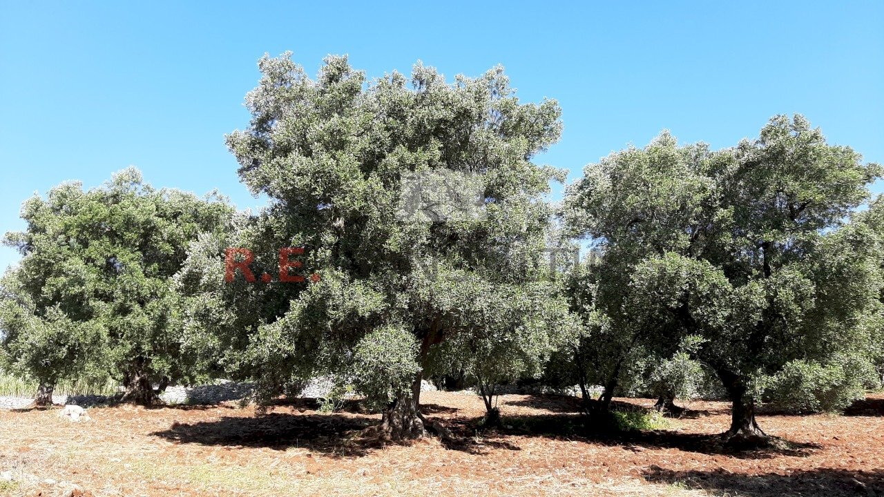 20200607_093413.jpg - Agricultural land c.da Abate Ventura, Ostuni - photo 2