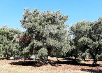 20200607_093413.jpg - Terreno agricolo c.da Abate Ventura, Ostuni - foto 2