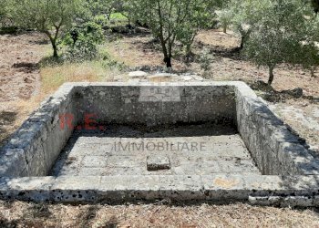 20200607_102102.jpg - Terreno agricolo c.da Abate Ventura, Ostuni - foto 9