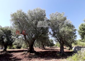 20200607_095900.jpg - Terreno agricolo c.da Abate Ventura, Ostuni - foto 10
