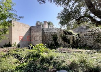 20200607_093719.jpg - Terreno agricolo c.da Abate Ventura, Ostuni - foto 11