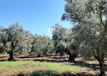 20200607_100831.jpg - Terreno agricolo c.da Abate Ventura, Ostuni - foto 12