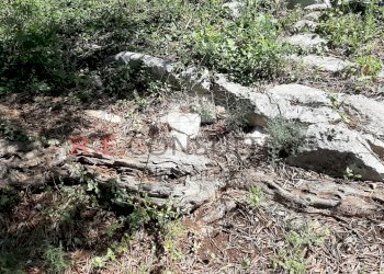 20200607_093909.jpg - Terreno agricolo c.da Abate Ventura, Ostuni - foto 13