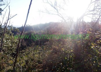 Terreno edificabile Savona (zona Villetta) - foto 5