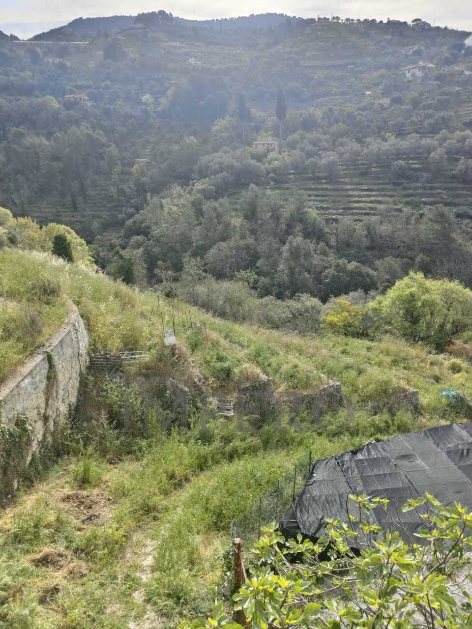 Terreno agricolo via grilli, Vallebona - foto 3