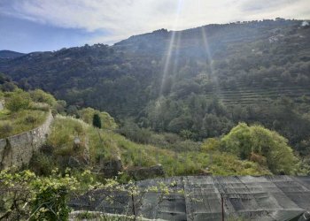 Terreno agricolo via grilli, Vallebona - foto 1