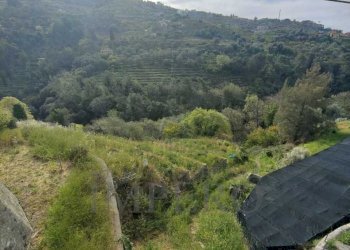 Terreno agricolo via grilli, Vallebona - foto 4