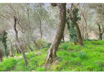 6.jpg - Porzione di casa Rapallo - foto 6