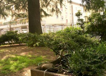 Giardino - Quadrilocale via Magenta, 15, Gallarate - foto 5