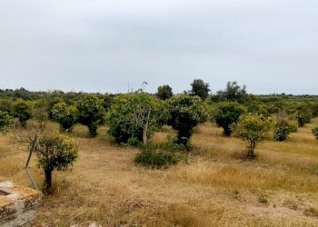 IMG_20220428_162711.jpg - Terreno agricolo CONTRADA FALCONARA, Noto - foto 5