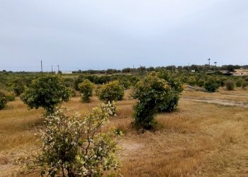IMG_20220428_162715.jpg - Terreno agricolo CONTRADA FALCONARA, Noto - foto 6