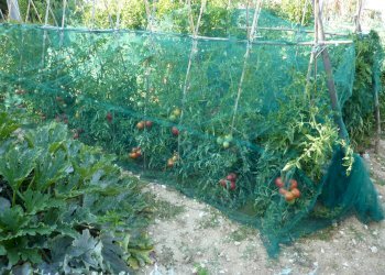 Agricultural land Ripatransone - photo 5