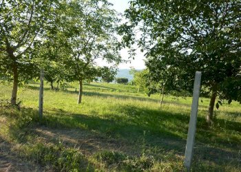 Agricultural land Ripatransone - photo 10