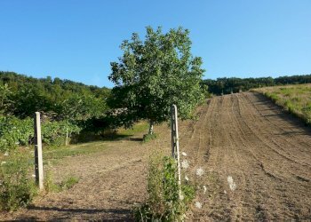 Agricultural land Ripatransone - photo 11