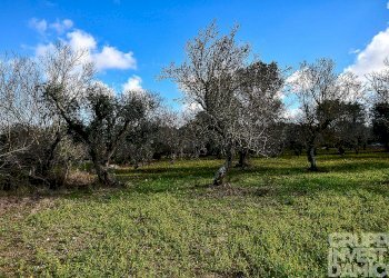 Rustico Ceglie Messapica - foto 14