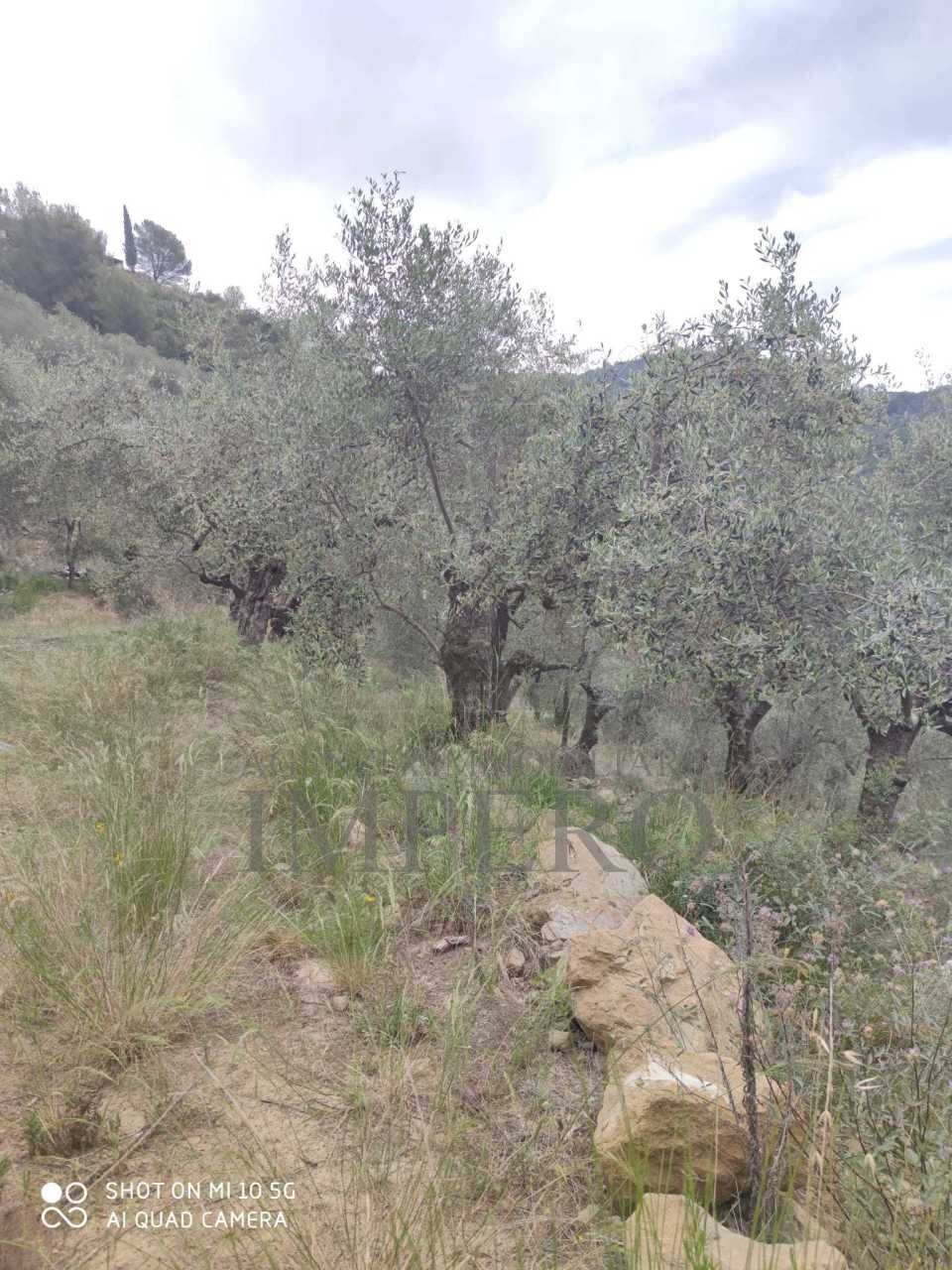 Terreno agricolo Frazione Verrandi, Ventimiglia - foto 2
