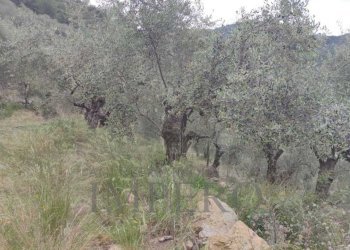 Terreno agricolo Frazione Verrandi, Ventimiglia - foto 2