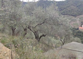Terreno agricolo Frazione Verrandi, Ventimiglia - foto 7