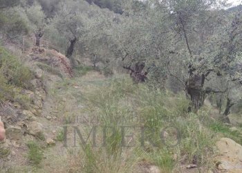 Terreno agricolo Frazione Verrandi, Ventimiglia - foto 8