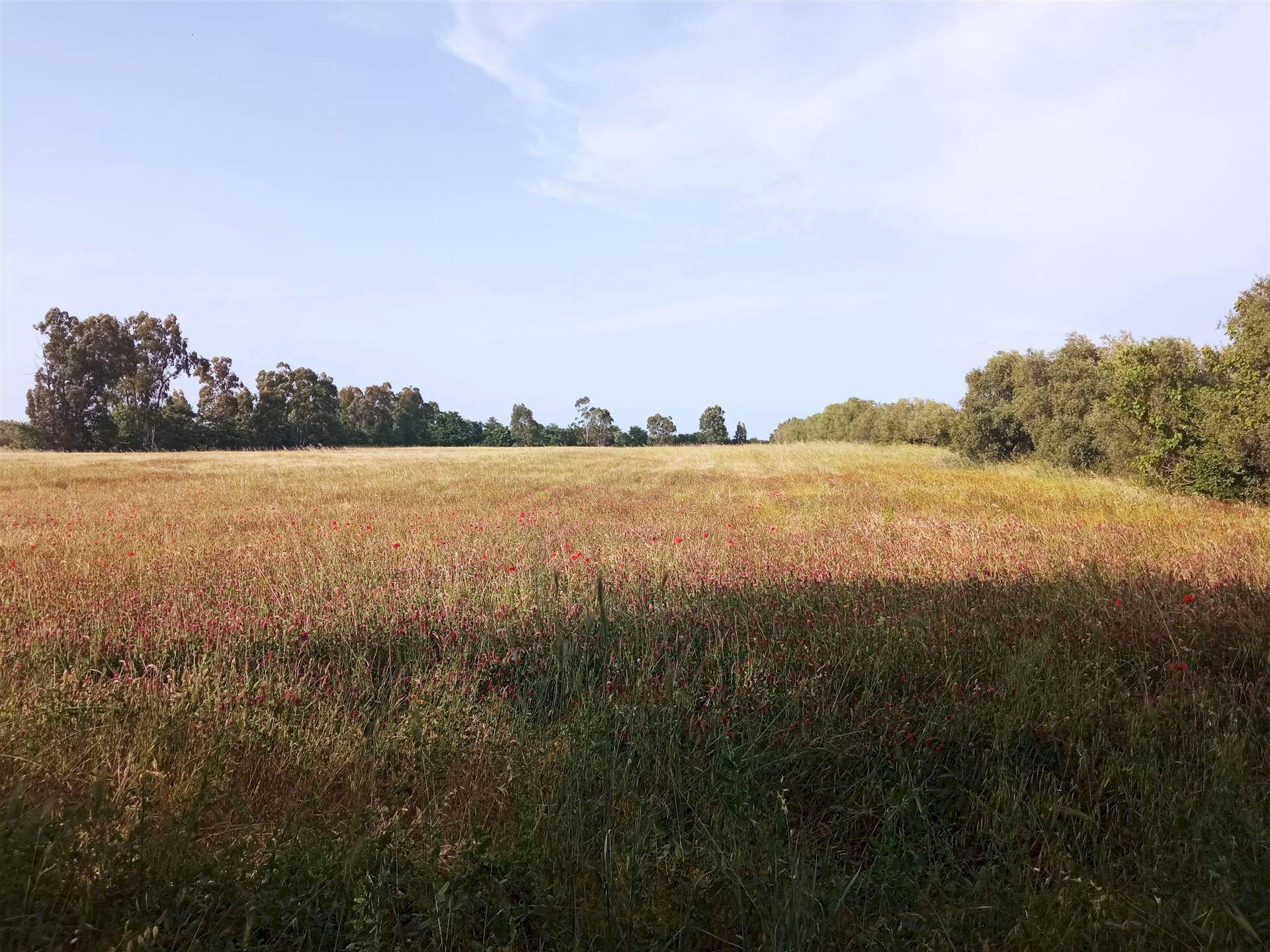Terreno agricolo -, Vetralla - foto 1