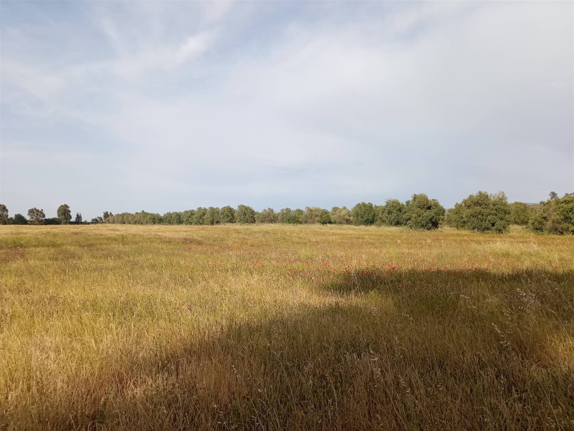 Terreno agricolo -, Vetralla - foto 2