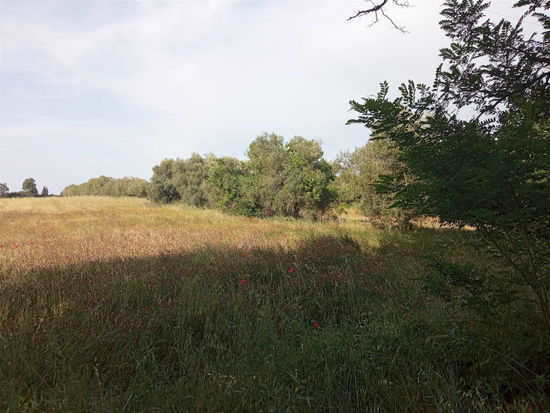 Terreno agricolo -, Vetralla - foto 3