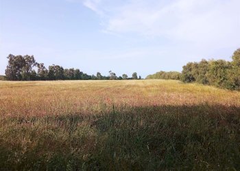 Terreno agricolo -, Vetralla - foto 1