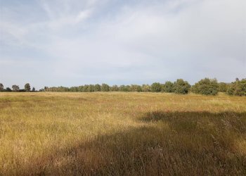 Terreno agricolo -, Vetralla - foto 2