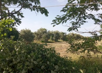 Terreno agricolo -, Vetralla - foto 4