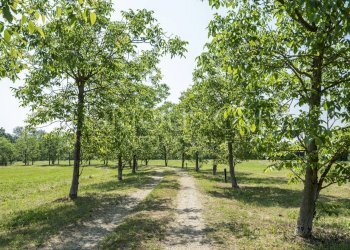 Villa Unifamiliare Gazzola, Gazzola - foto 9