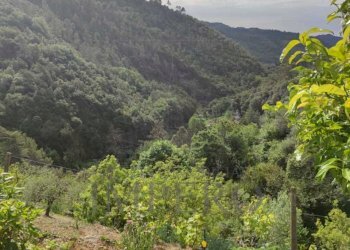 Independent house strada provinciale, Dolceacqua - photo 1