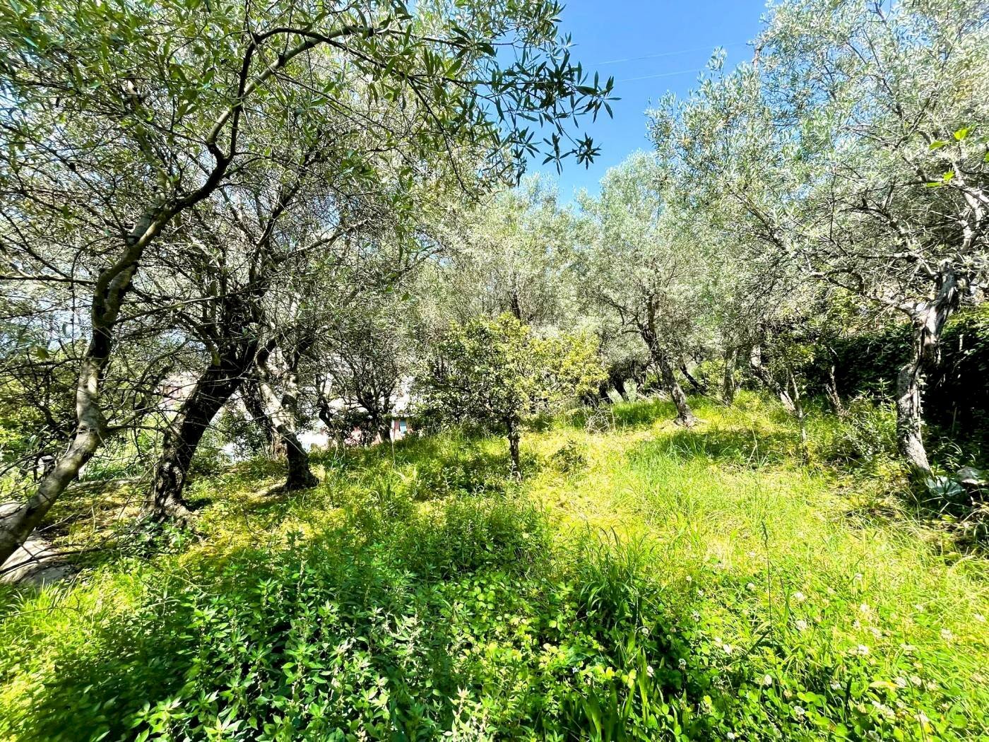 GIARDINO - Villa via Camillo Benso di Cavour, 104, Recco - photo 3